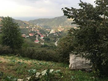 ACİL SATILIK GÜRBULAK SEYRANTEPE SATILIK FINDIK BAHÇESİ