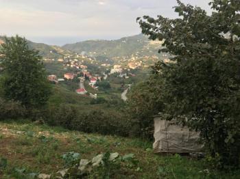 ACİL SATILIK GÜRBULAK SEYRANTEPE SATILIK FINDIK BAHÇESİ