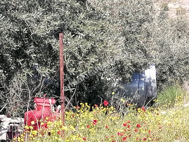 Musalı’da Sahibinden Satılık Bakımlı Zeytinlik
