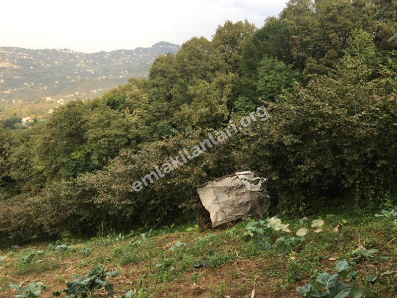 ACİL SATILIK GÜRBULAK SEYRANTEPE SATILIK FINDIK BAHÇESİ