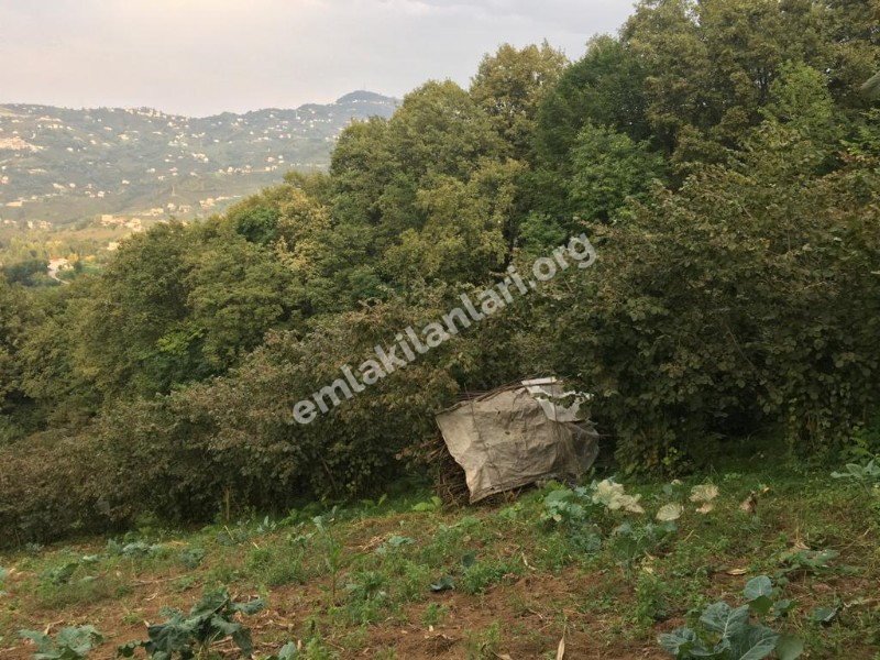 ACİL SATILIK GÜRBULAK SEYRANTEPE SATILIK FINDIK BAHÇESİ