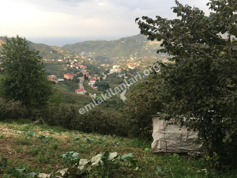 ACİL SATILIK GÜRBULAK SEYRANTEPE SATILIK FINDIK BAHÇESİ