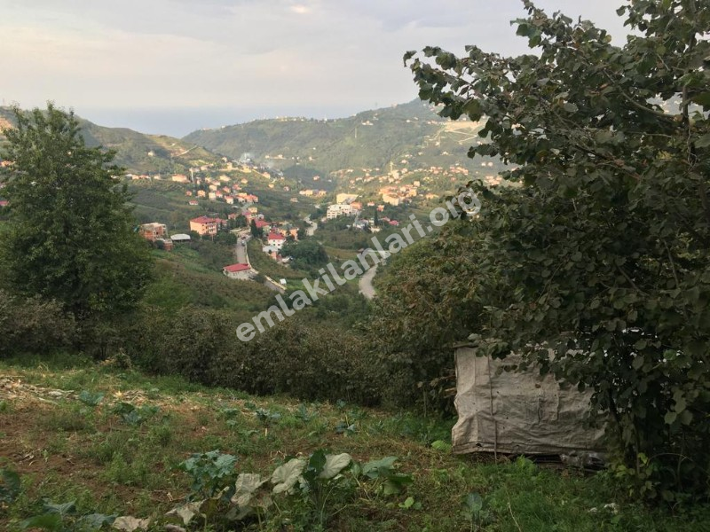 ACİL SATILIK GÜRBULAK SEYRANTEPE SATILIK FINDIK BAHÇESİ