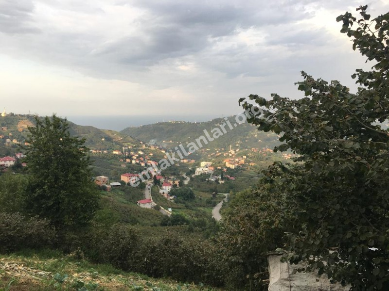 ACİL SATILIK GÜRBULAK SEYRANTEPE SATILIK FINDIK BAHÇESİ