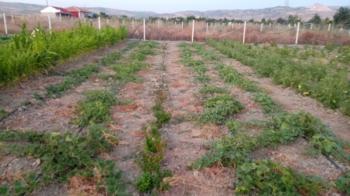 GÜVENAY - ÇORUM CEMİLBEY YOLU ÜZERİ OVASARAYDA SATILIK HOBİ BAHÇESİ 