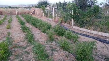 GÜVENAY - ÇORUM CEMİLBEY YOLU ÜZERİ OVASARAYDA SATILIK HOBİ BAHÇESİ 