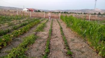 GÜVENAY - ÇORUM CEMİLBEY YOLU ÜZERİ OVASARAYDA SATILIK HOBİ BAHÇESİ 