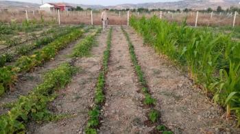 GÜVENAY - ÇORUM CEMİLBEY YOLU ÜZERİ OVASARAYDA SATILIK HOBİ BAHÇESİ 