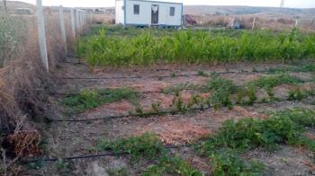GÜVENAY - ÇORUM CEMİLBEY YOLU ÜZERİ OVASARAYDA SATILIK HOBİ BAHÇESİ 