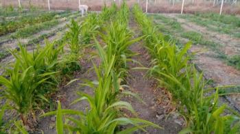 GÜVENAY - ÇORUM CEMİLBEY YOLU ÜZERİ OVASARAYDA SATILIK HOBİ BAHÇESİ 