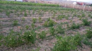 GÜVENAY - ÇORUM CEMİLBEY YOLU ÜZERİ OVASARAYDA SATILIK HOBİ BAHÇESİ 