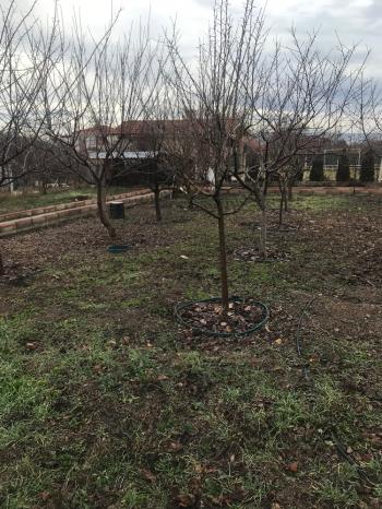 GÜVENAY - ÇORUM  AYARIK BAĞLARINDA 993 M² SATILIK BAĞ EVİ 