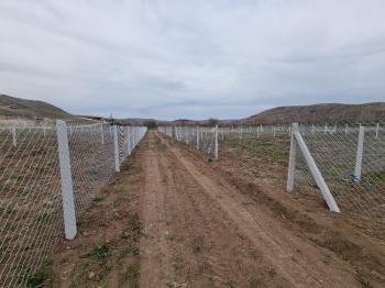 GÜVENAY - ÇORUM SARMAŞA KÖYÜ KARŞISI SATILIK BAHÇE 