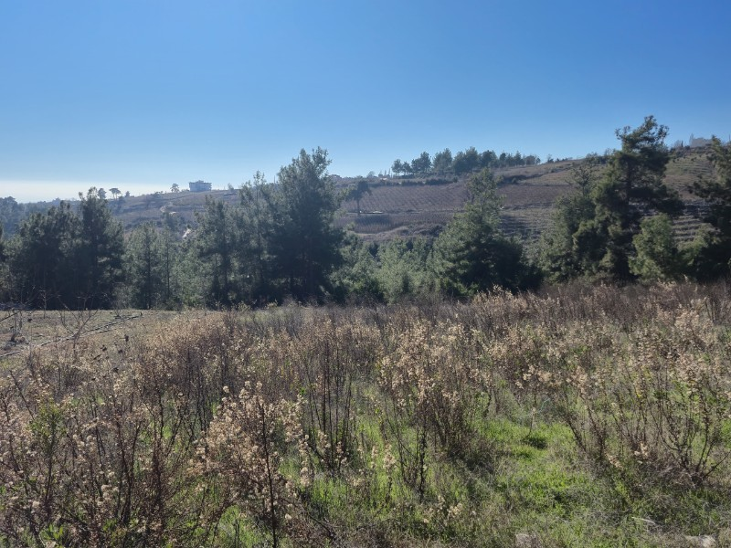 ASLAN'DAN SIRAÇ'TA MÜSTAKİL TAPULU 620 M2 CAZİP FİYATLI TARLA