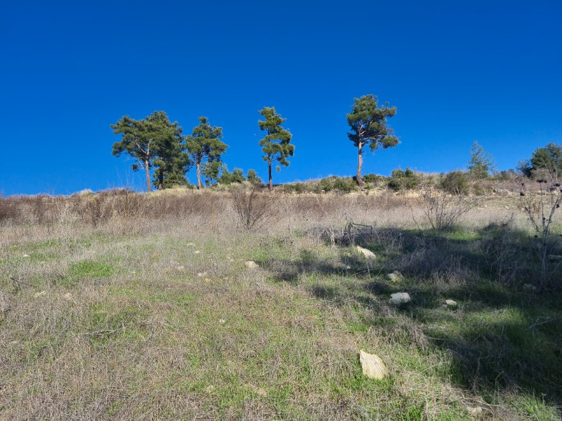 ASLAN'DAN SIRAÇ'TA MÜSTAKİL TAPULU 620 M2 CAZİP FİYATLI TARLA
