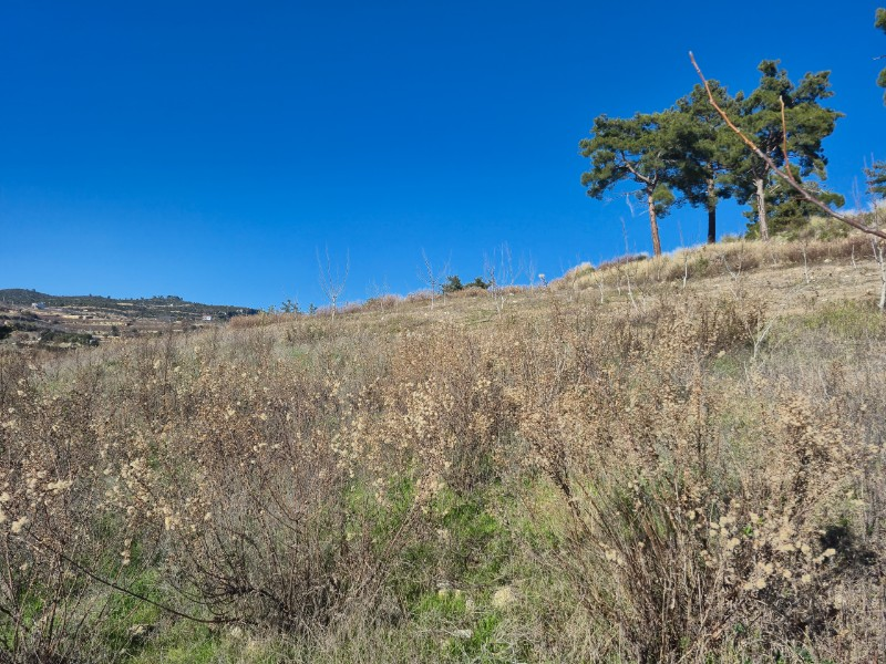 ASLAN'DAN SIRAÇ'TA MÜSTAKİL TAPULU 620 M2 CAZİP FİYATLI TARLA