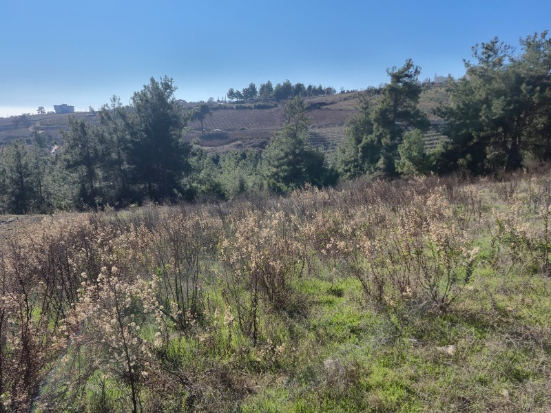 ASLAN'DAN SIRAÇ'TA MÜSTAKİL TAPULU 620 M2 CAZİP FİYATLI TARLA
