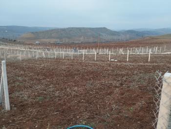 GÜVENAY - ÇORUM SARMAŞA KÖYÜ CİVARI SATILIK HOBİ BAHÇELERİ