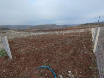 GÜVENAY - ÇORUM SARMAŞA KÖYÜ CİVARI SATILIK HOBİ BAHÇELERİ