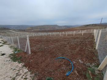 GÜVENAY - ÇORUM SARMAŞA KÖYÜ CİVARI SATILIK HOBİ BAHÇELERİ