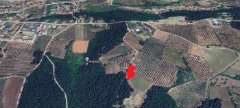EMLAK HABERCİSİ 'NDEN  MUDANYA ÇAĞRIŞAN TAPULU 1.800 M2 SATILIK ZEYTİNLİK