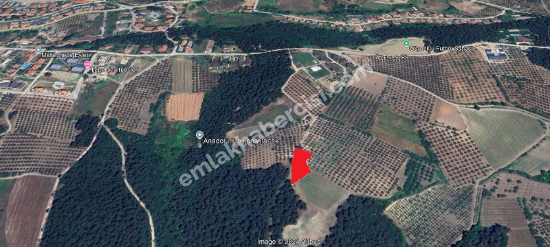 EMLAK HABERCİSİ 'NDEN  MUDANYA ÇAĞRIŞAN TAPULU 1.800 M2 SATILIK ZEYTİNLİK