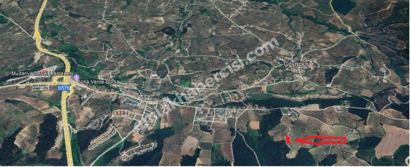 EMLAK HABERCİSİ 'NDEN  MUDANYA ÇAĞRIŞAN TAPULU 1.800 M2 SATILIK ZEYTİNLİK