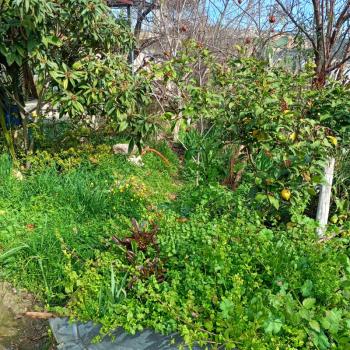Elmas’tan Mezitli Çevlik’te Doğa Ve Deniz Manzaralı Köy Evi