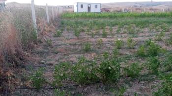 GÜVENAY - ÇORUM CEMİLBEY YOLU ÜZERİ OVASARAYDA SATILIK HOBİ BAHÇESİ 