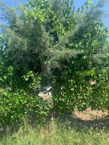 Güvenay -Çorum Ortaköy  Ana Yol Üzerinde Satılık Hobi Bahçesi