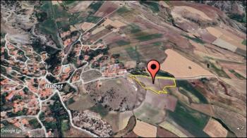 GÜVENAY - ÇORUM BÜĞET 11 DÖNÜM YOLA CEPHE SATILIK TARLA