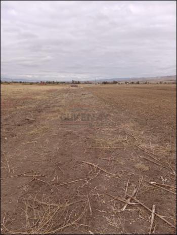 GÜVENAY - ÇORUM ŞEKER VE CEMİLBEY ARASI 8,5 DÖNÜM SATILIK TARLA 