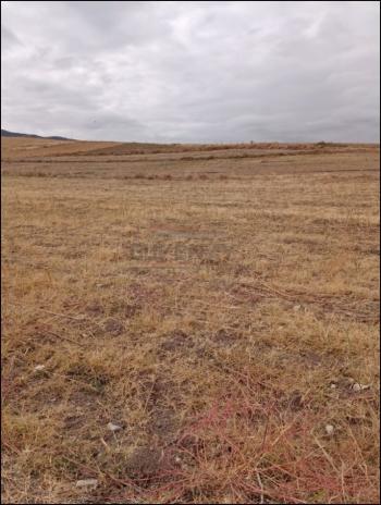 GÜVENAY - ÇORUM ŞEKER VE CEMİLBEY ARASI 8,5 DÖNÜM SATILIK TARLA 