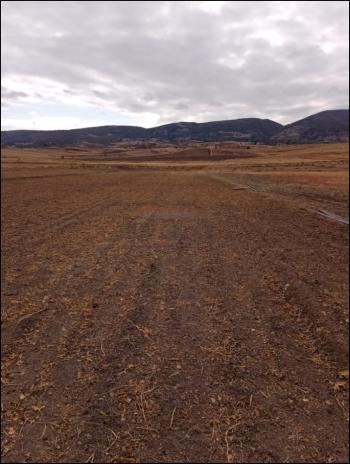 GÜVENAY - ÇORUM ŞEKER VE CEMİLBEY ARASI 8,5 DÖNÜM SATILIK TARLA 