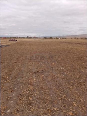 GÜVENAY - ÇORUM ŞEKER VE CEMİLBEY ARASI 8,5 DÖNÜM SATILIK TARLA 