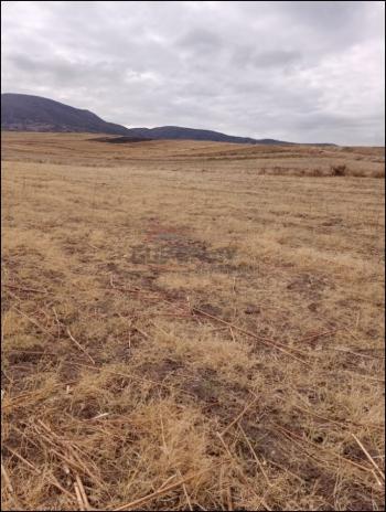 GÜVENAY - ÇORUM ŞEKER VE CEMİLBEY ARASI 8,5 DÖNÜM SATILIK TARLA 