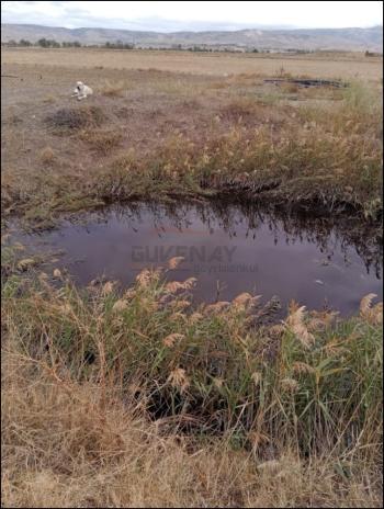 GÜVENAY - ÇORUM ŞEKER VE CEMİLBEY ARASI 8,5 DÖNÜM SATILIK TARLA 