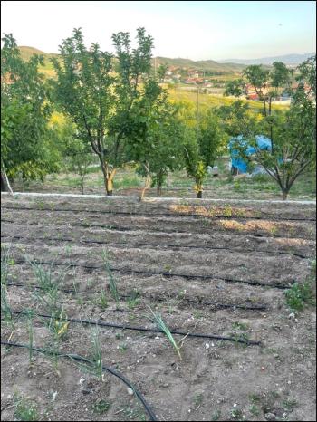 GÜVENAY - ÇORUM SARMAŞA MEVKİİ İÇERİSİNDE EVİ OLAN SATILIK HOBİ BAHÇESİ 
