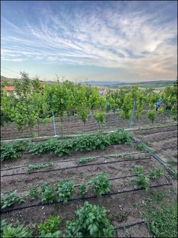 GÜVENAY - ÇORUM SARMAŞA MEVKİİ İÇERİSİNDE EVİ OLAN SATILIK HOBİ BAHÇESİ 