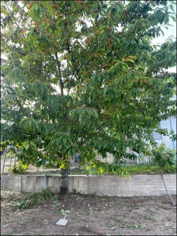 GÜVENAY - ÇORUM SARMAŞA MEVKİİ İÇERİSİNDE EVİ OLAN SATILIK HOBİ BAHÇESİ 