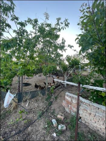 GÜVENAY - ÇORUM SARMAŞA MEVKİİ İÇERİSİNDE EVİ OLAN SATILIK HOBİ BAHÇESİ 