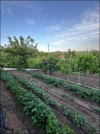 GÜVENAY - ÇORUM SARMAŞA MEVKİİ İÇERİSİNDE EVİ OLAN SATILIK HOBİ BAHÇESİ 