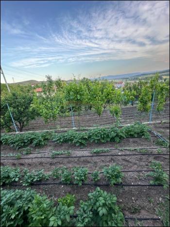 GÜVENAY - ÇORUM SARMAŞA MEVKİİ İÇERİSİNDE EVİ OLAN SATILIK HOBİ BAHÇESİ 