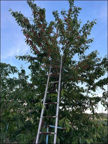 GÜVENAY - ÇORUM SARMAŞA MEVKİİ İÇERİSİNDE EVİ OLAN SATILIK HOBİ BAHÇESİ 