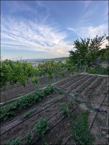 GÜVENAY - ÇORUM SARMAŞA MEVKİİ İÇERİSİNDE EVİ OLAN SATILIK HOBİ BAHÇESİ 