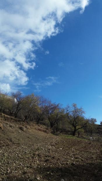 ANAMUR ÇATALOLUK SATILIK 5800 M2 TARLA