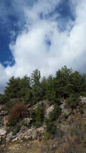 ANAMUR ÇATALOLUK SATILIK 5800 M2 TARLA