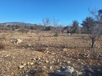 GÜLNAR SARAY MAHALLESİNDE SATILIK 10500 M2 TARLA