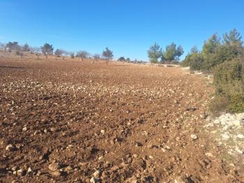 GÜLNAR SARAY MAHALLESİNDE SATILIK 10500 M2 TARLA