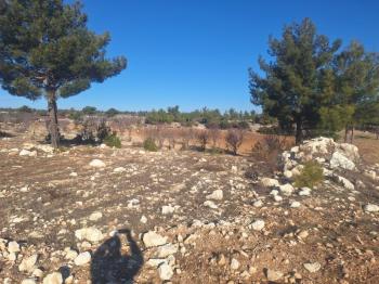 GÜLNAR SARAY MAHALLESİNDE SATILIK 10500 M2 TARLA